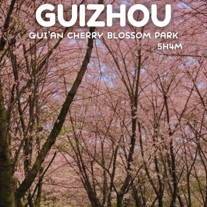MAC2026 YUNNAN GUIZHOU CHERRY BLOSSOM